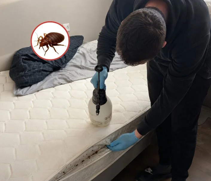 Technicien traitant un matelas contre les punaises de lit à Chalifert